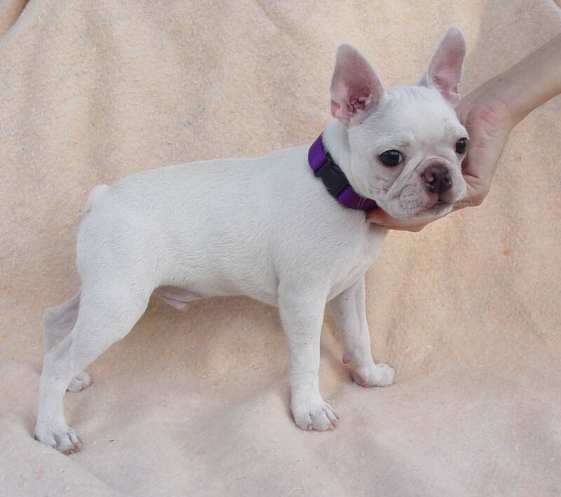 Blue Pines Colored Boston Terriers